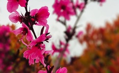 精品无码日本蜜桃麻豆走秀